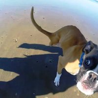 Unikāls video: Cilvēkus saviļņo divkājaina suņa rotaļas pludmalē