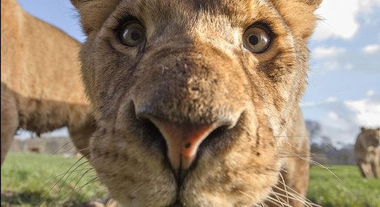 Fotogrāfs uzņem bildes ar dzīvnieku purniem, kuras nevajadzēja publicēt