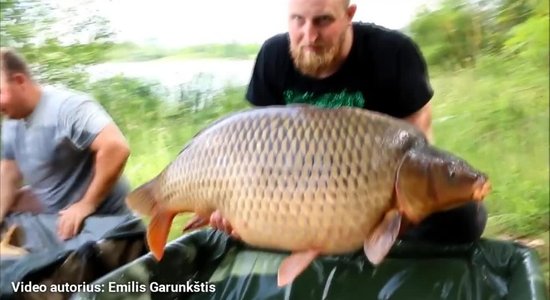 Video: Lietuvā noķer visu laiku lielāko karpu