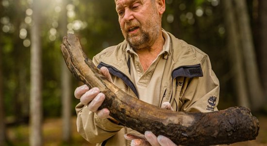 Brīnišķīgs atradums pludmalē pie Klaipēdas – izcili saglabājies mamuta ilknis