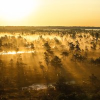 ФОТО. Фантастические виды туманного утра на Большом Кемерском болоте