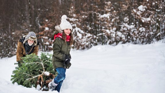 ģimene, Ziemassvētki, Ziemassvētku eglīte