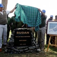 Aizkustinošā ceremonijā Kenijā atvadās no pasaulē pēdējā balto degunradžu tēviņa Sudāna