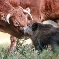 ФОТО: В Германии кабан ушел из леса в стадо коров