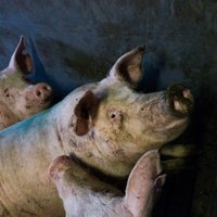 На ликвидацию больных свиней на Druvas Unguri из госбюджета выделили 367 000 евро