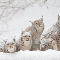 Līgatnes dabas takās aicina iepazīt Latvijas lielāko kaķi – lūsi