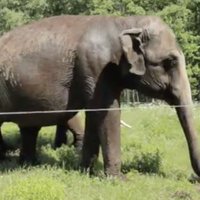 Video: Pļavā pie Ropažiem ganās ziloņi; cilvēki sajūsmā