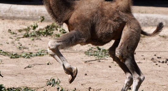 ФОТО: верблюжонку в Рижском зоопарке дали имя Бронза