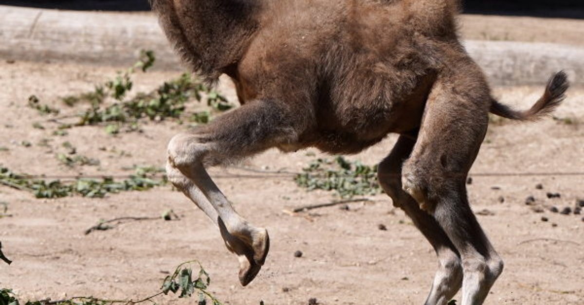 ФОТО: верблюжонку в Рижском зоопарке дали имя Бронза