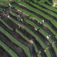 Dienas ceļojuma foto: Tējas ražas novākšanas laiks Ķīnā
