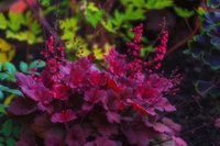 No salātzaļām līdz tumši violetām: akcentē dārzu ar krāšņajām heihērām