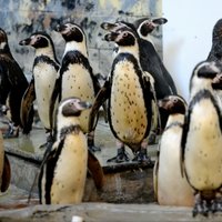 Video: Kā Rīgas zoodārzā plunčājas pingvīniņi