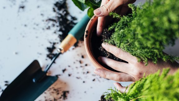 ciprese skuju koks pārstādīšana telpaugs 