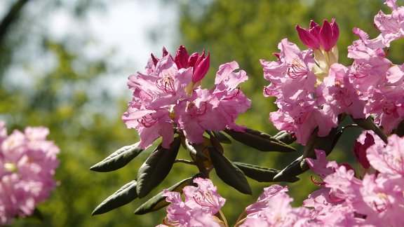 Rododendri botāniskajā dārzā - 7