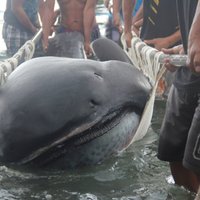 ВИДЕО: Редкую большеротую акулу выловили в Японии