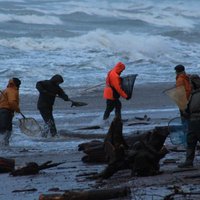 Foto: Klaipēda pēc vētras - nogāzti koki un piekrastē izskaloti Otrā pasaules kara lādiņi