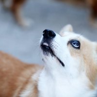 PVD konstatējis pārkāpumus saistībā ar suņu ievešanu no Baltkrievijas un Krievijas