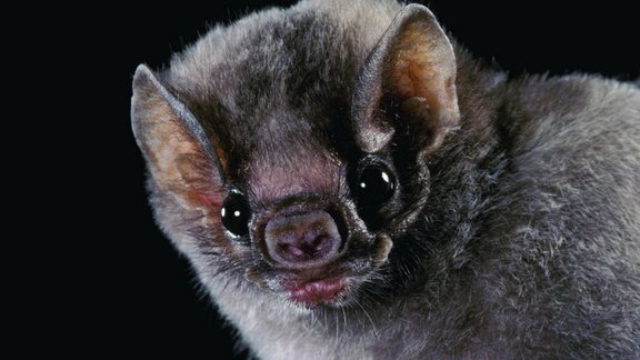 vampire bat