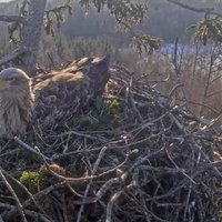 Jūras ērglienes Mildas jaunajam vīram piešķir spēcīgu vārdu – Voldis