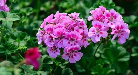 Krāšņās vasaras puķes pelargonijas: to audzēšana un uzglabāšana