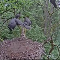 Video: Viens melno stārķu mazulis nokritis no ligzdas koka