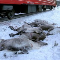 Dažu dienu laikā Norvēģijā vilcieni notriekuši vairāk nekā 100 ziemeļbriežu