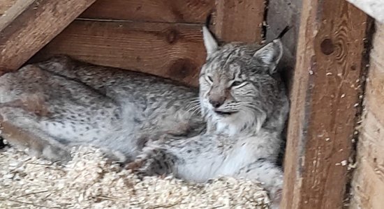 Jaunjelgavā notvertais lūsis, iespējams, cietis ceļu satiksmes negadījumā