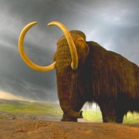В Якутии найдена уникальная туша небольшого взрослого мамонта