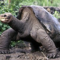 В Эквадоре умерла редчайшая слоновая черепаха