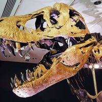 3D skenēšana atklāj, cik liels bija vēl neizšķīlies tiranozaurs
