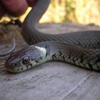 Rīgā mājas pagalmā čūska iekož sievietei