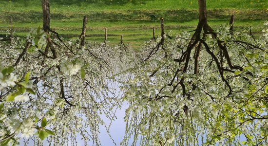 ФОТО. Белое море цветов: В Добеле активно цветет вишня, слива и груши