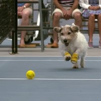 Кузнецова и Уильямс сыграли в теннис с собаками вместо болбоев (ВИДЕО)