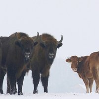 Polijā konstatēts trako govju slimības gadījums