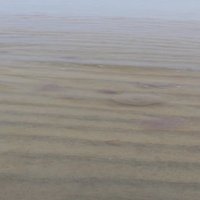 Vakarbuļļu pludmalē novērots lērums ar medūzām