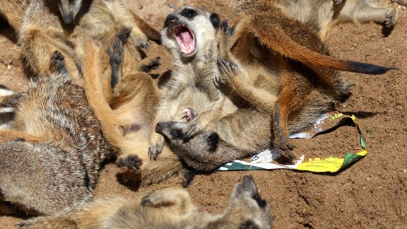 Zvēriņi bauda pavasari Rīgas Zoo - 6