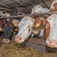 Piensaimniecība ‘Tārgalīte’ attīstībā investēs 1,8 miljonus eiro