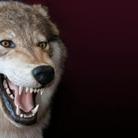 Дагестанская женщина зарубила топором бешеного волка