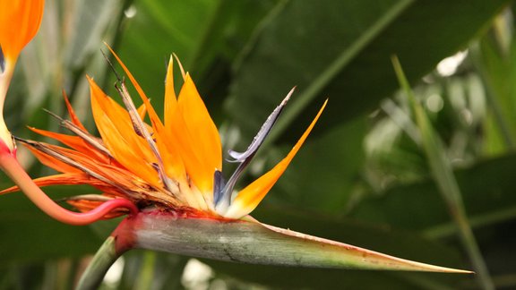 Strelitzia reginae, karaliskās strelīcijas, strelīcijas, strelīcija, LU Botāniskais dārzs