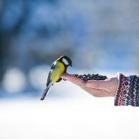 Vai putniņus ziemā vajag barot?