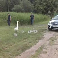 Video: policija Liepājā rāda ceļu gulbju ģimenei