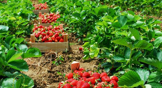 16 клубничных полей в Латвии, где можно собрать ягоды своими собственными руками
