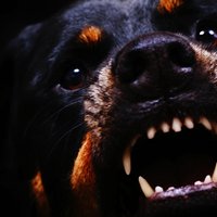 Jaunjelgavā turpinās cīņa ar klaiņojošiem agresīviem suņiem