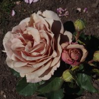 Foto: Karaliskās rozes, kas šovasar papildinājušas Rundāles pils dārzu