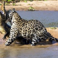 Interneta hits: jaguāra cīņa ar krokodilu