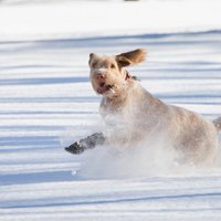 Kuldīgā glābēji no ledus krastā nogādā suni