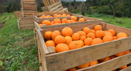 No audzēšanas mājās līdz pat ietekmei uz veselību: viss par mandarīniem