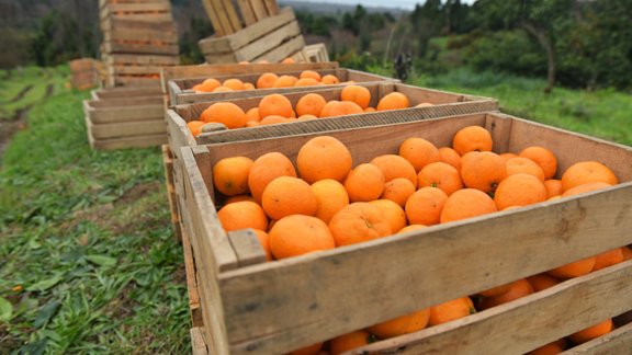 Mandarīnu novākšana Abhāzijā, Gulripši rajonā, mandarīni