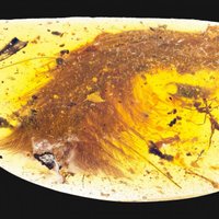В куске янтаря нашли хвост миниатюрного динозавра
