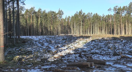 Samilzis konflikts starp dabas draugiem un 'Latvijas Valsts mežiem'